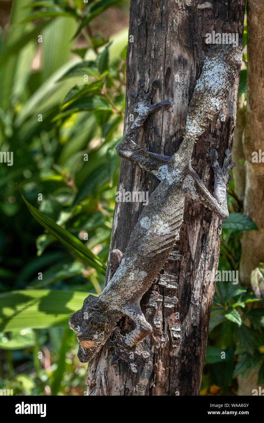 Die riesigen Leaf-tailed Gecko; Uroplatus fimbriatus, ist eine nachtaktive Reptilien bis zu 30 Zentimeter lange, dass Leben in Madagaskar endemisch. Die Tiere sind Stockfoto