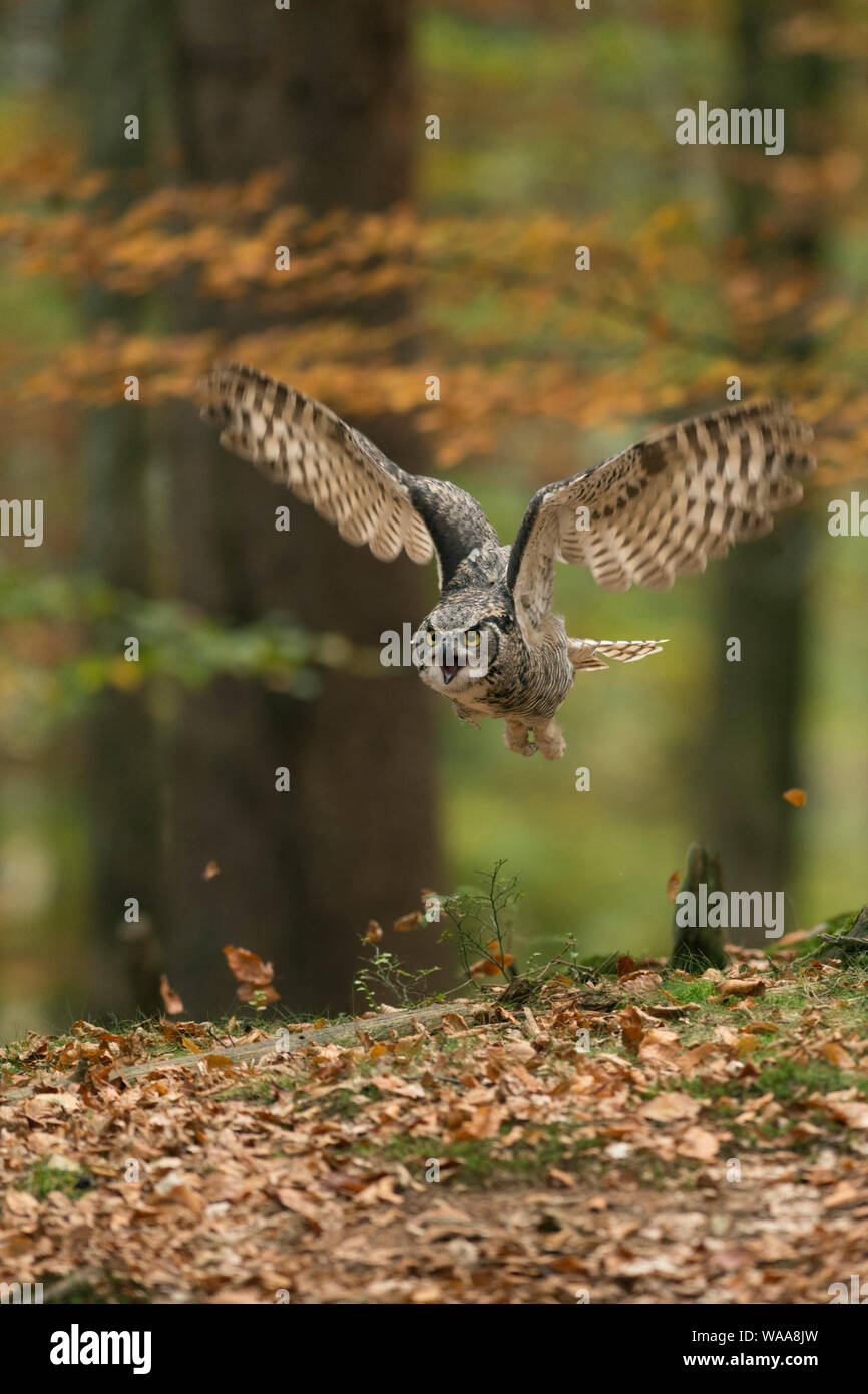 Great Horned Owl/Tiger Owl/Virginia-Uhu (Bubo virginianus) im Flug durch Ein herbstliches Laub Wald. Stockfoto