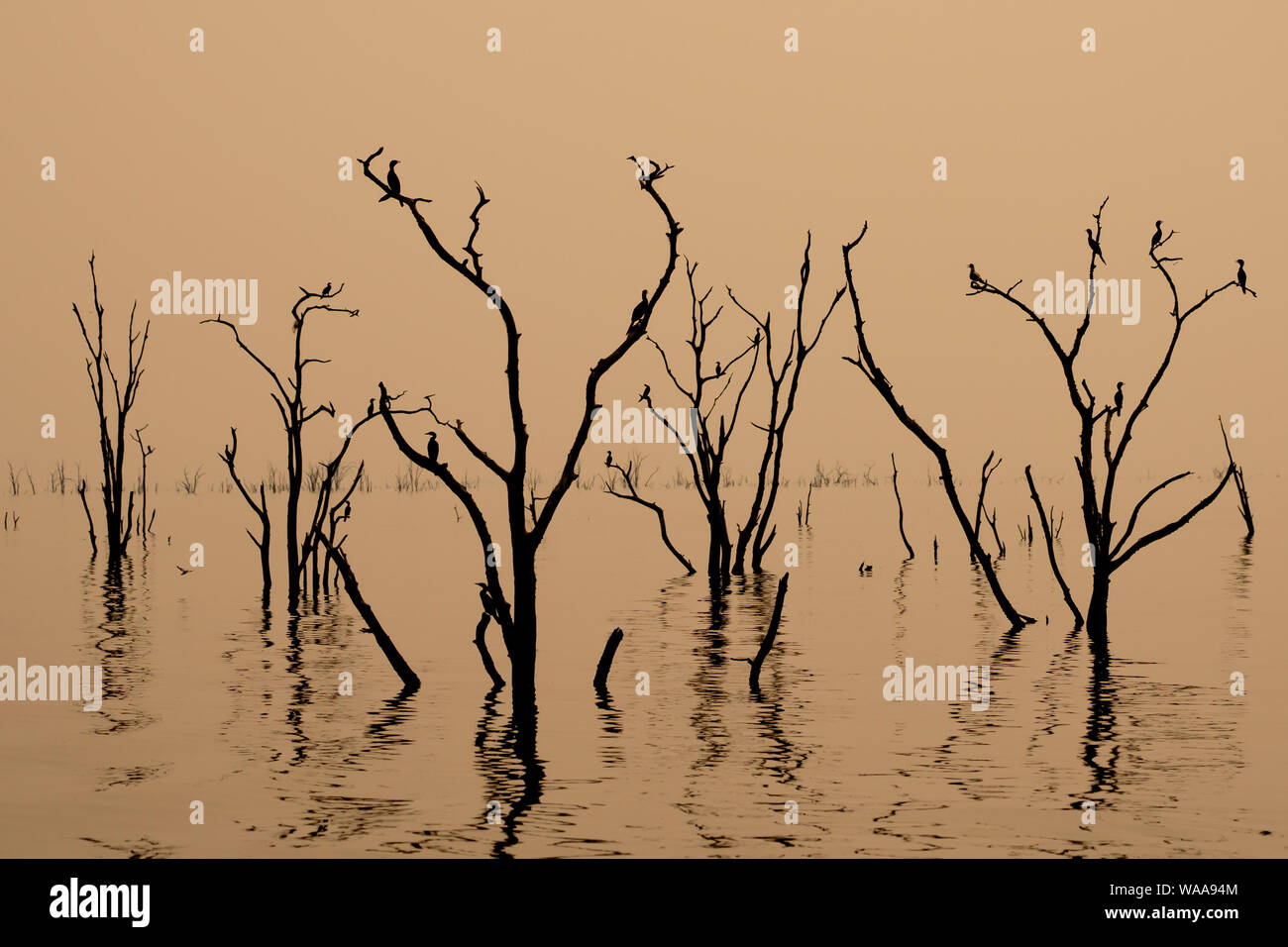 Sonnenuntergang am Lake Kariba, Simbabwe Toten Baumstümpfen im Vordergrund. Stockfoto