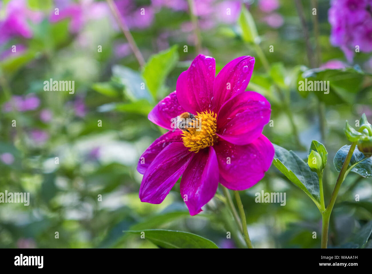 Eine Hummel landet auf einem hellen Rosa garten Dahlie Blume an Claude Monets Garten in Giverny, Frankreich Stockfoto