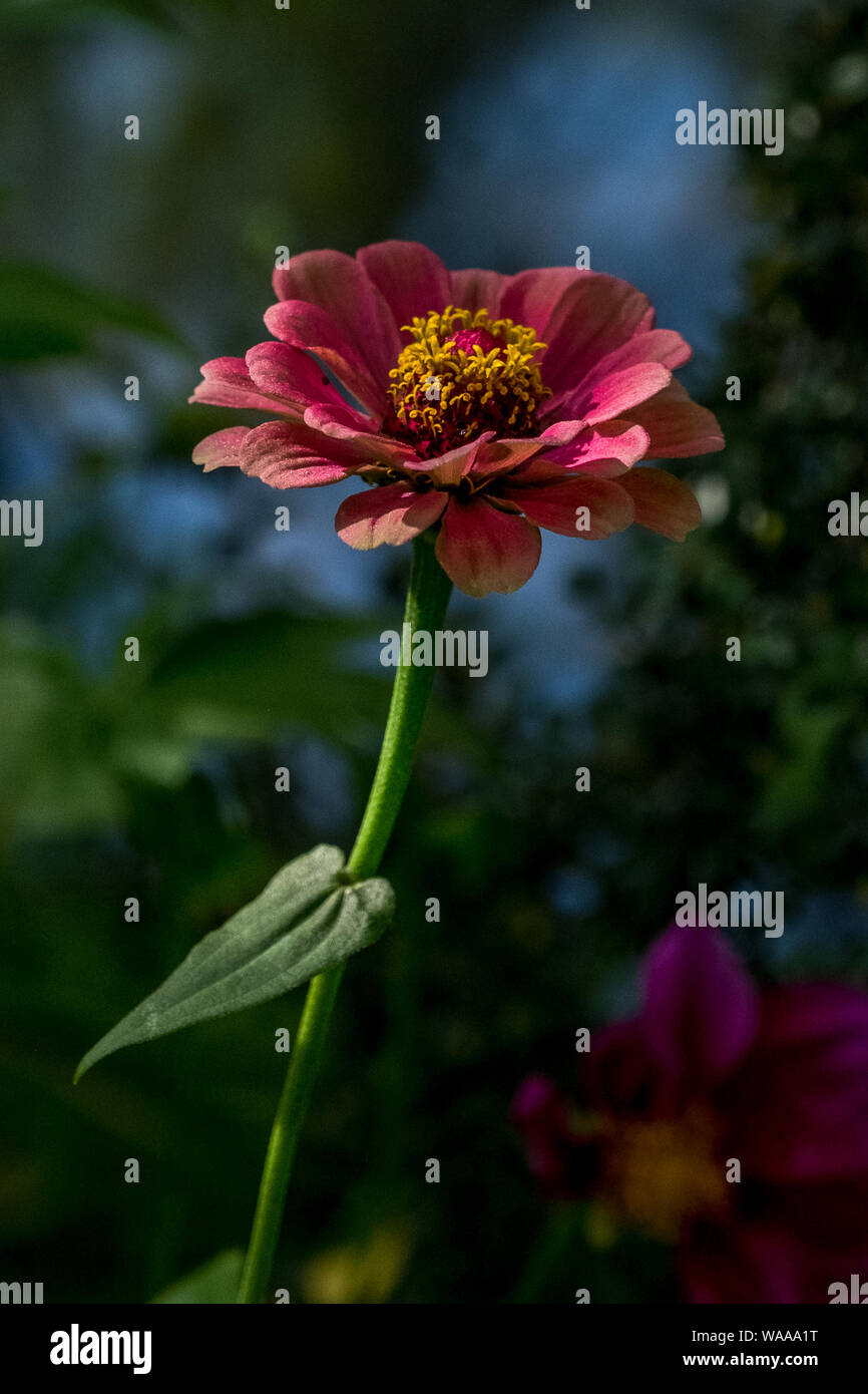 Eine einzige gemeinsame Zinnia rosa Blume mit einem grünen und blauen Hintergrund bei Claude Monets Garten in Giverny, Frankreich Stockfoto