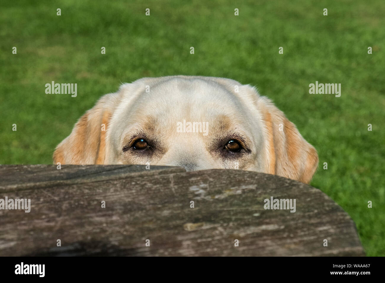 Die Augen eines Golden Labrador Hund. Stockfoto