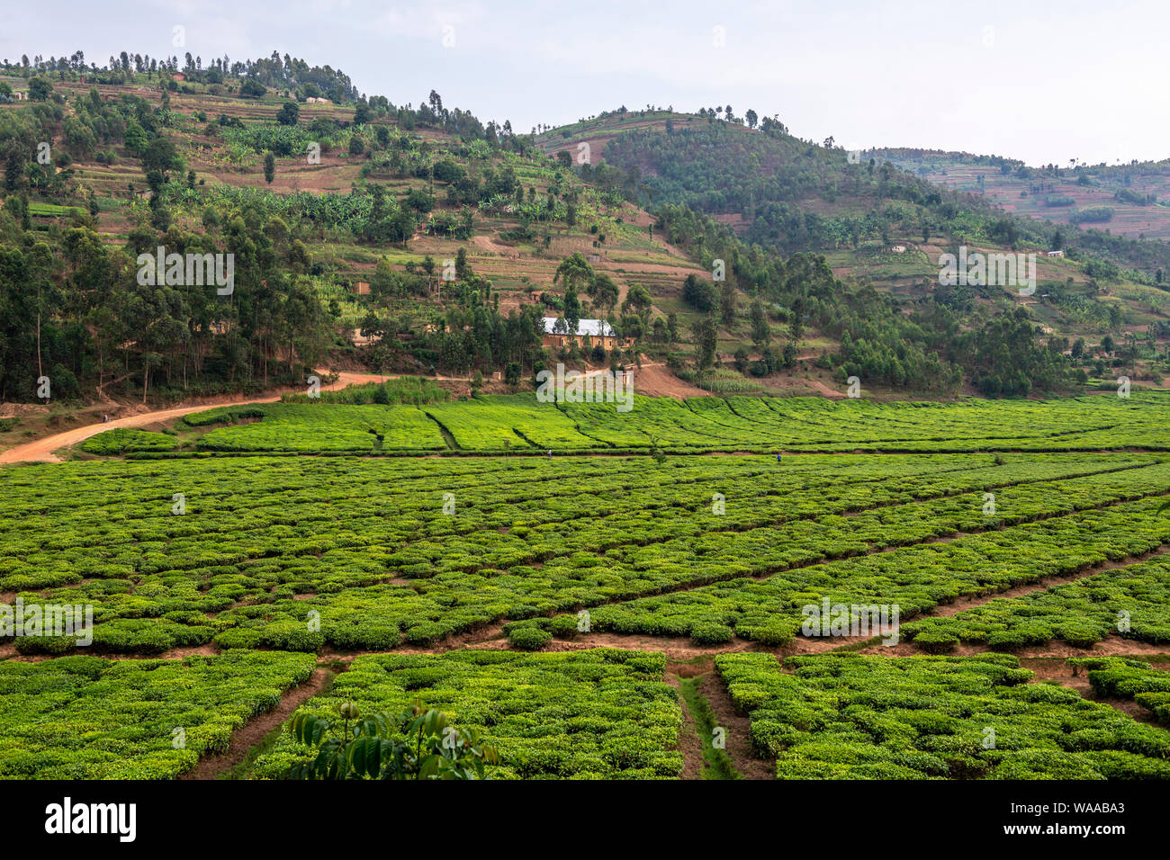 Tee Plantage neben dem Katuna nach Kigali Straße (Nr. 3) in der nördlichen Provinz Ruanda Ostafrika Stockfoto