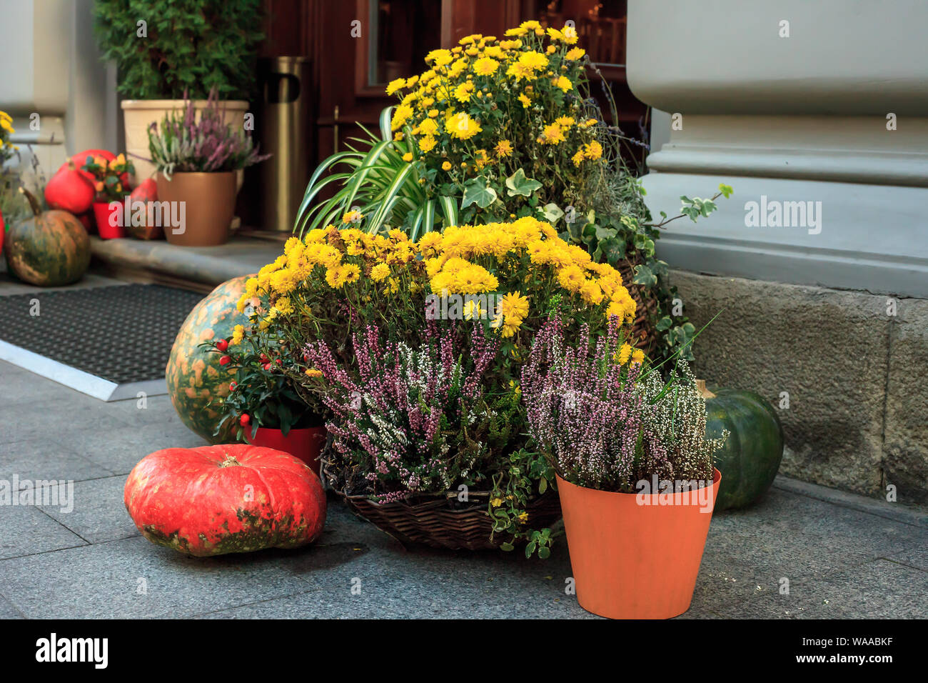 Herbst noch Leben mit Kürbissen, Chrysanthemen und Calluna vulgaris Blumen in Töpfe. Dekoration in der Nähe von Haus für Thanksgiving Day. Halloween conce Stockfoto
