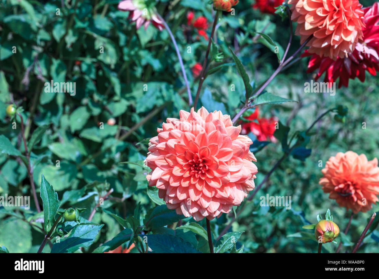 Rosa Dahlie Blüte im Sommer Garten wachsen, sonnigen Licht Tag Stockfoto