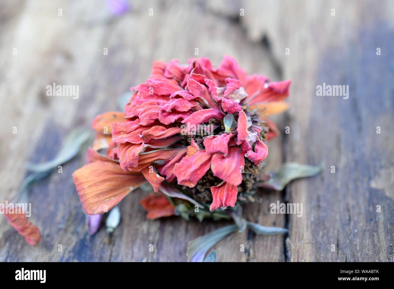 Trockene gerbera Blume Stockfoto