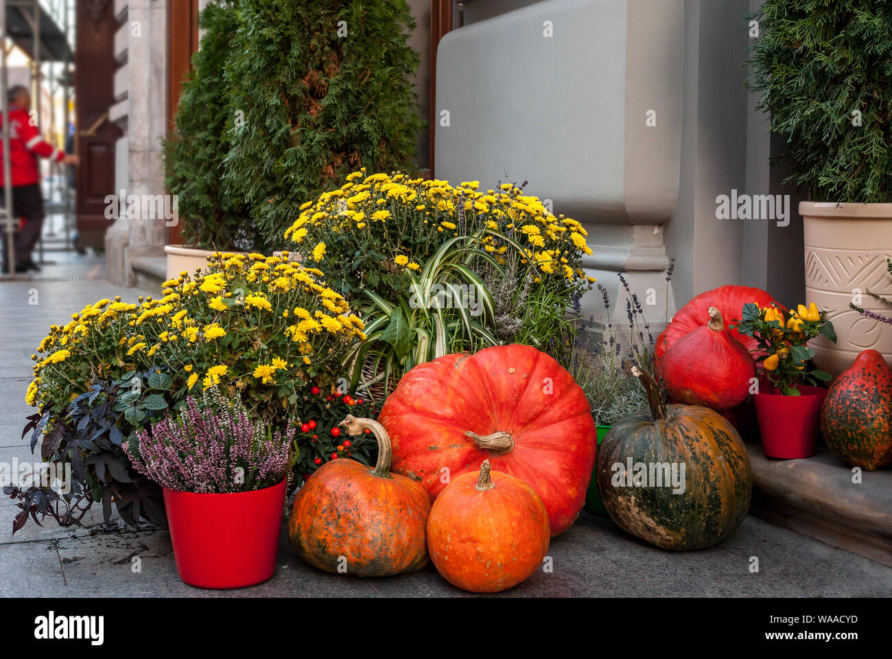 Herbst noch Leben mit Kürbissen, Chrysanthemen und Calluna vulgaris Blumen in Töpfe. Dekoration in der Nähe von Haus für Thanksgiving Day. Halloween conce Stockfoto