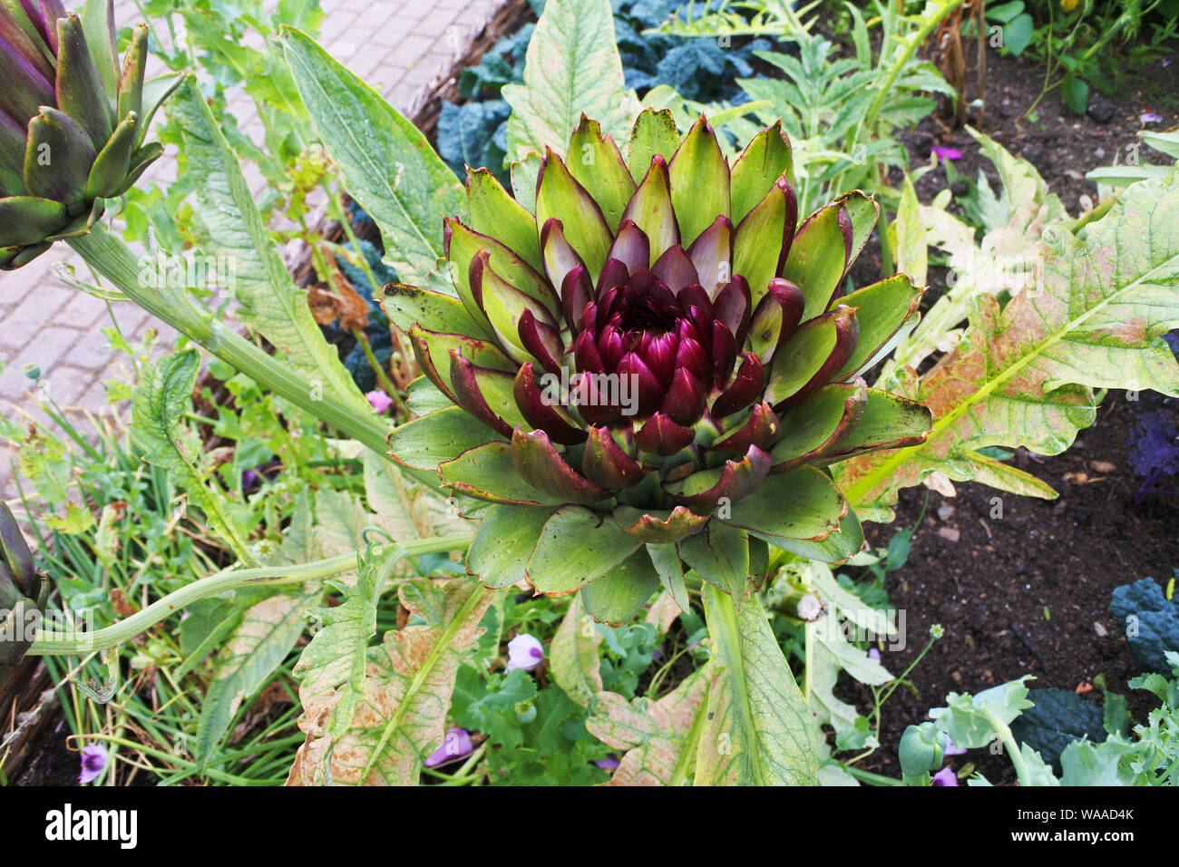 Nahaufnahme einer Blüte Artischocke - Johannes Gollop Stockfoto