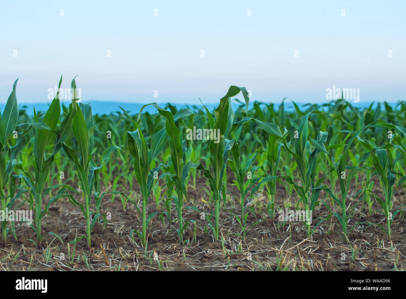 Kultiviert sorghum Feld im Sonnenuntergang, grüne Pflanze, die auf der Plantage Stockfoto