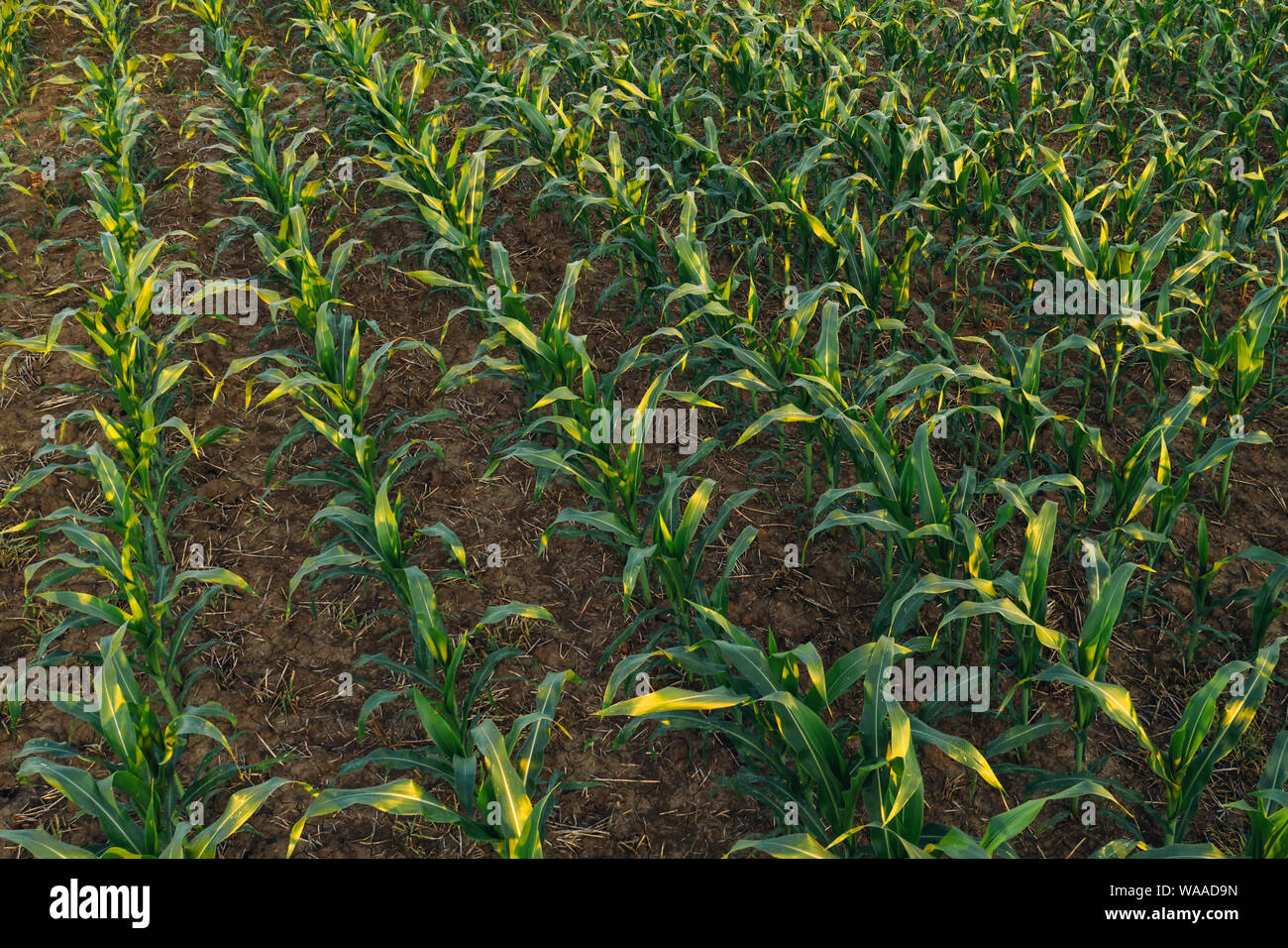 Kultiviert sorghum Feld im Sonnenuntergang, grüne Pflanze, die auf der Plantage Stockfoto