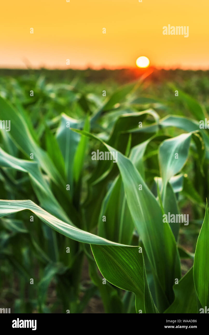Kultiviert sorghum Feld im Sonnenuntergang, grüne Pflanze, die auf der Plantage Stockfoto