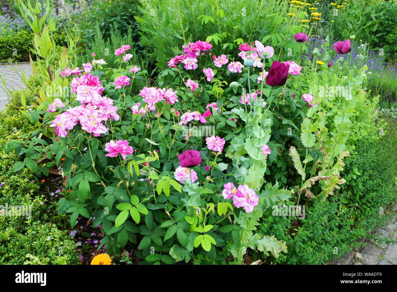 Im Sommer eine Grenze mit Mohn und Strauchrosen - Johannes Gollop Stockfoto