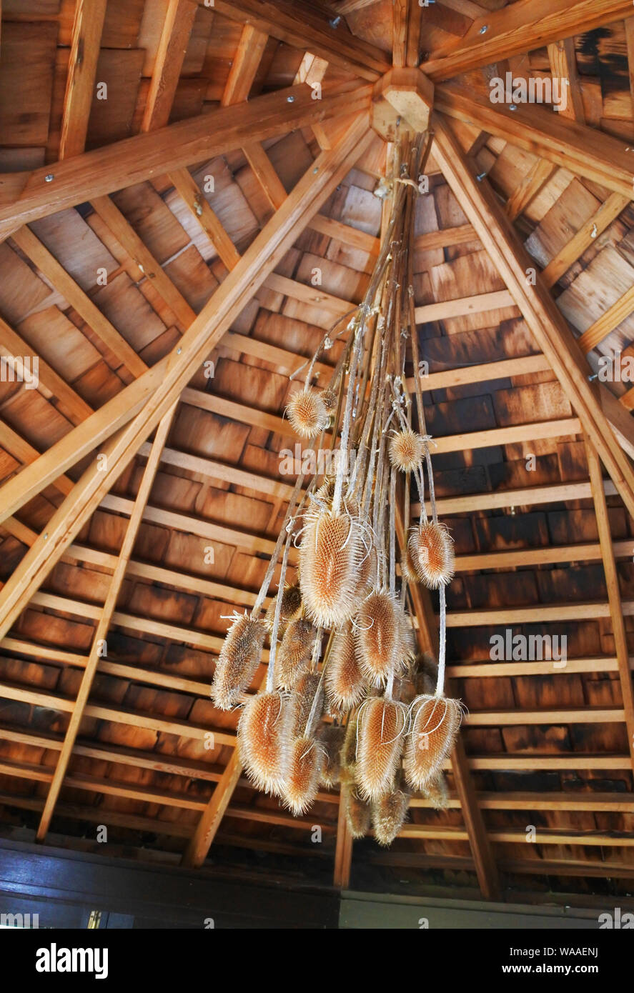Haufen trocknen teasels Kopfüber von einem sheddach hängend - Johannes Gollop Stockfoto