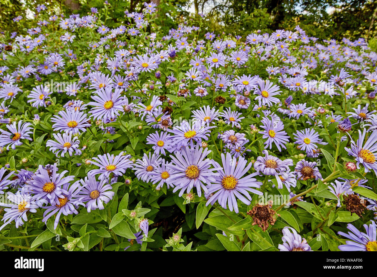 Schöne, lebendige, rosa Osteospermum (African Daisy) Blumen an einem hellen Sommer. Stockfoto
