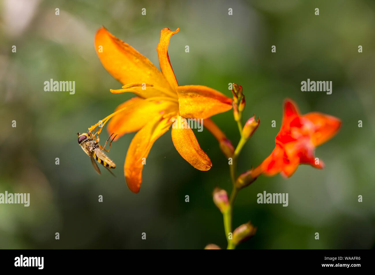 Ein hoverfly feeing auf hellen orange Gladiolen in einem Englischen Garten Stockfoto