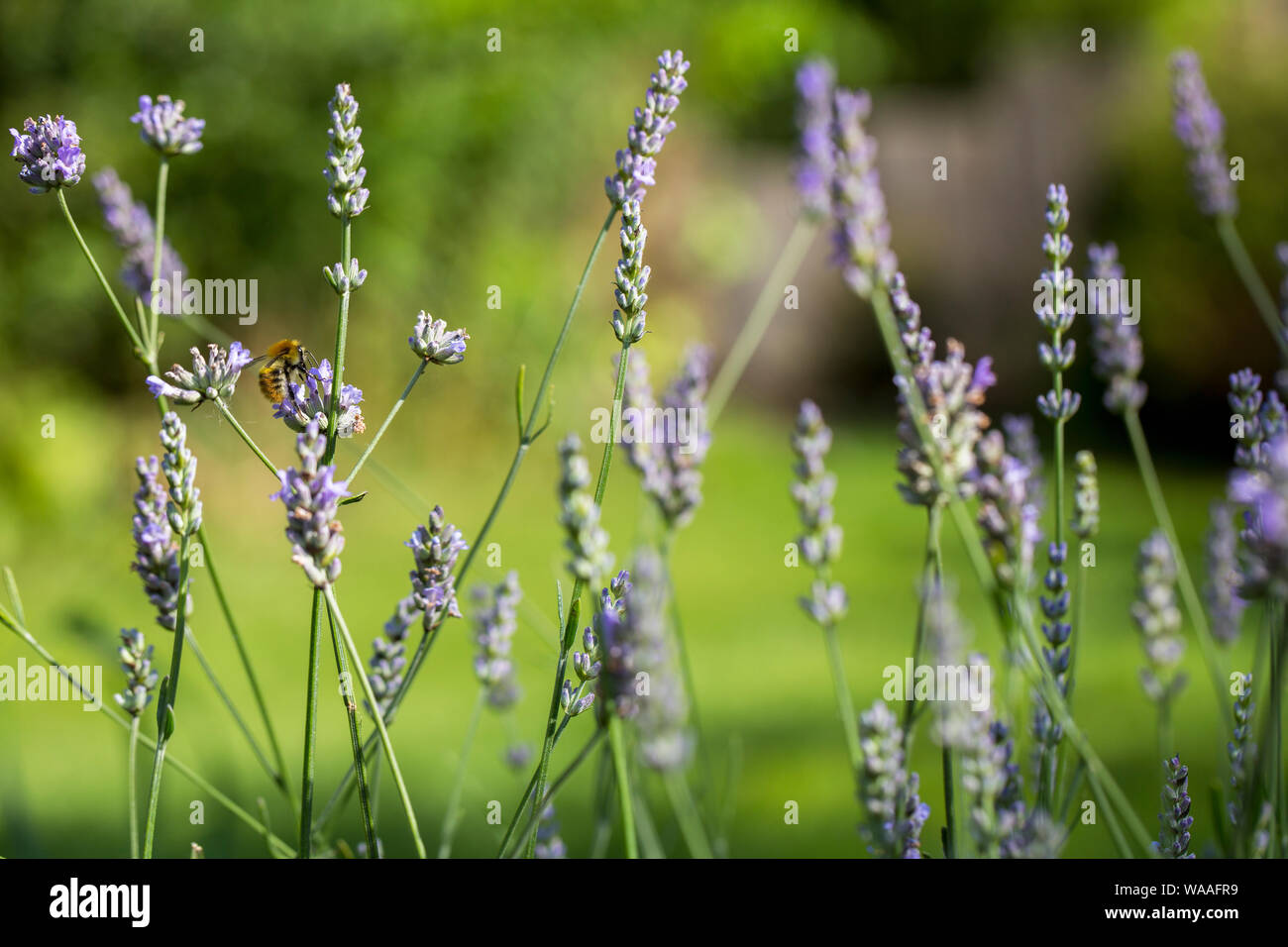 Eine Biene Beschickung von Lavendel an einem sonnigen Sommer. Stockfoto