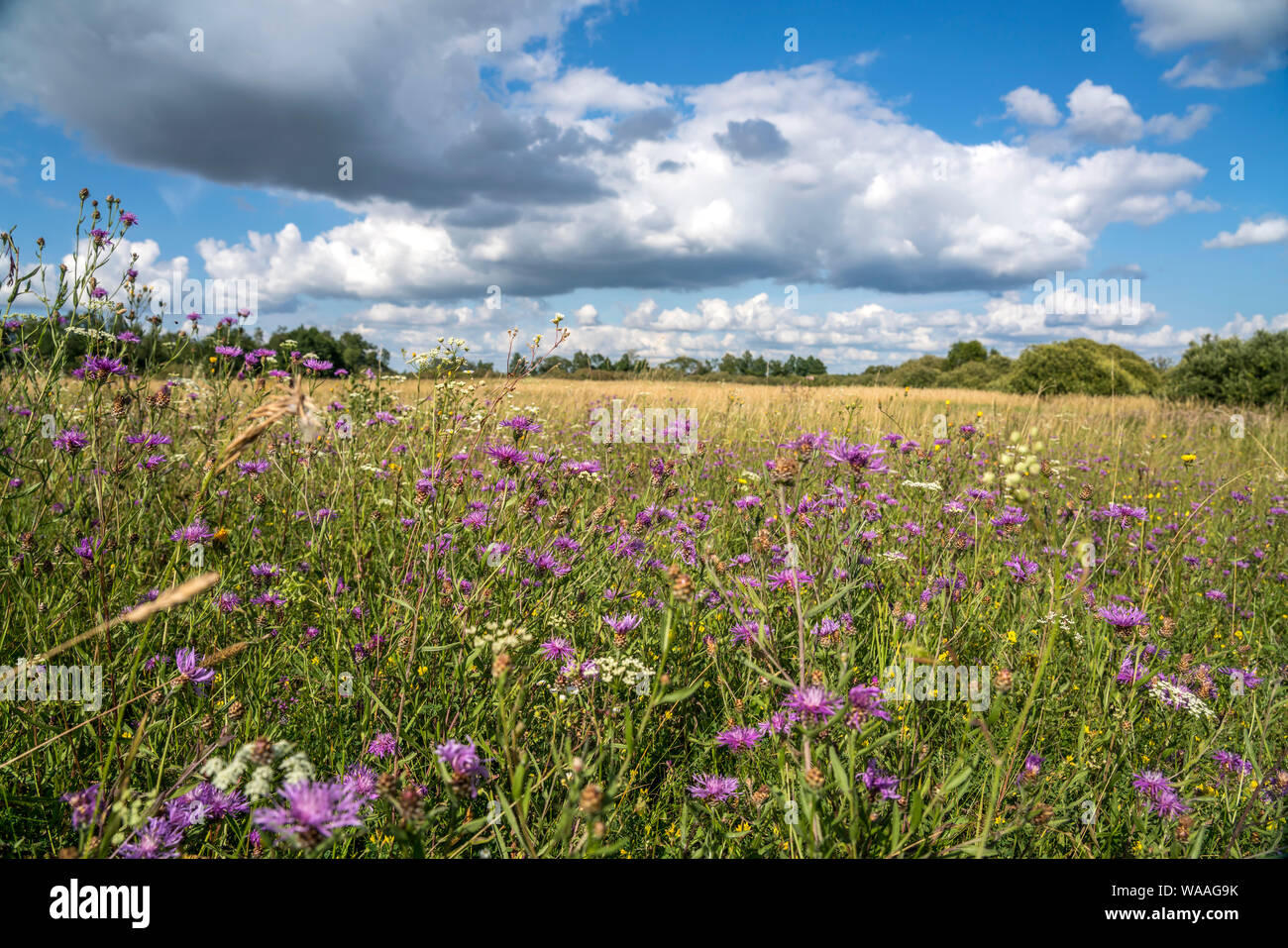 Blumenwiese im UNESCO Biosphärenreservat Masurische Gesehen bei Luknajno, Ermland-Masuren, Polen, Europa | Blumenwiese der UNESCO-Biosphärenreservat Stockfoto