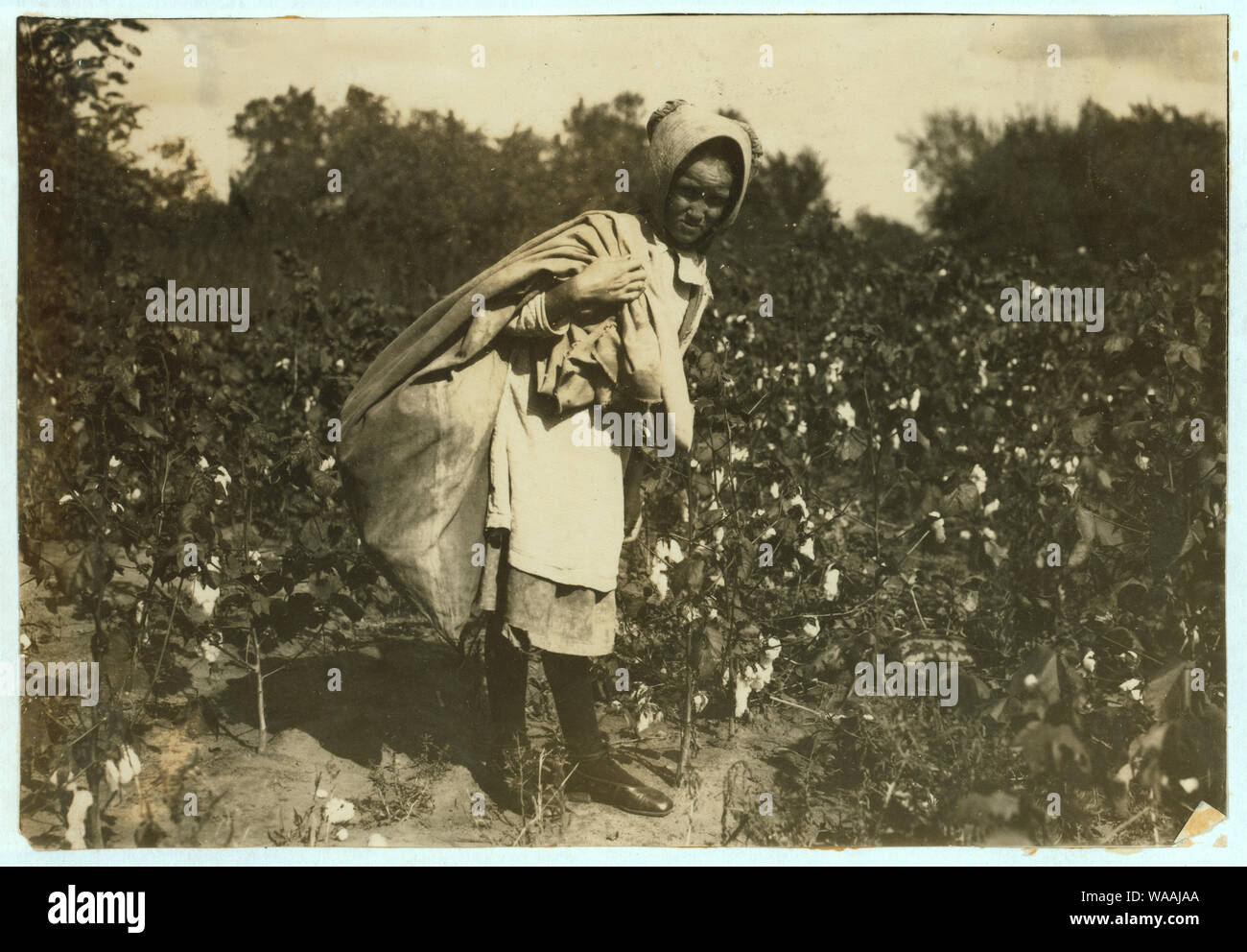 Cleo Campbell, 9 Jahre alt, nimmt 75 bis 100 Pfund Baumwolle am Tag. Die Schule erwartet in Kürze beginnen. Sagte: Ich würde ruther zur Schule gehen und dann würde ich nicht ter arbeiten. Vater sagte, daß sie und ihre Schwester über 6 Uhr und Arbeiten, bis 6 oder 7 Uhr mit 1 1/2 stunden weg am Mittag beginnen. Lewis W. Hine. Siehe 4590. Siehe W.H. Swift-Bericht. Abstract: Fotografien aus den Aufzeichnungen des Nationalen Kinderarbeit Committee (USA) Stockfoto