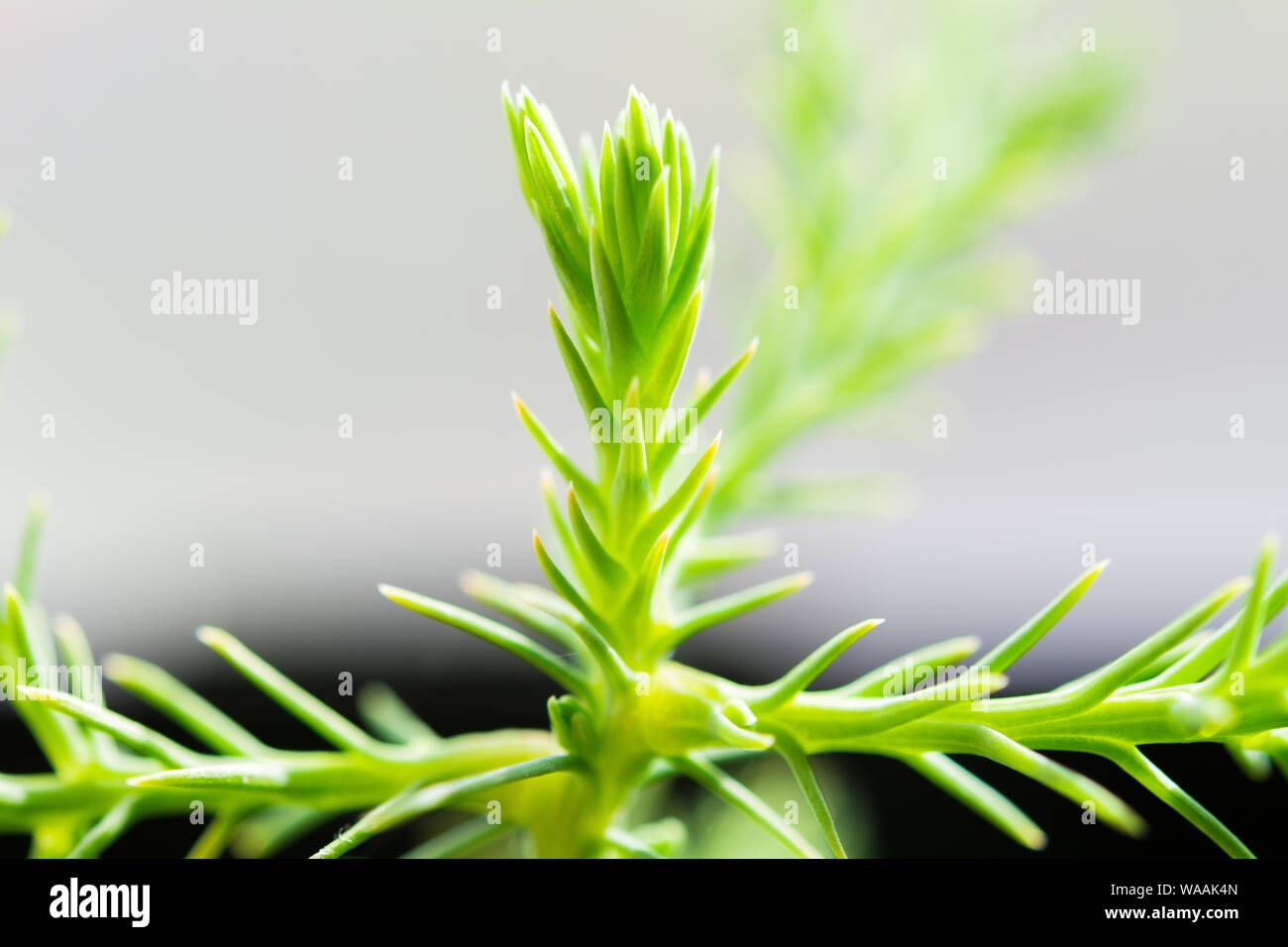 Zarte frische Sprossen von Sequoia Stockfoto