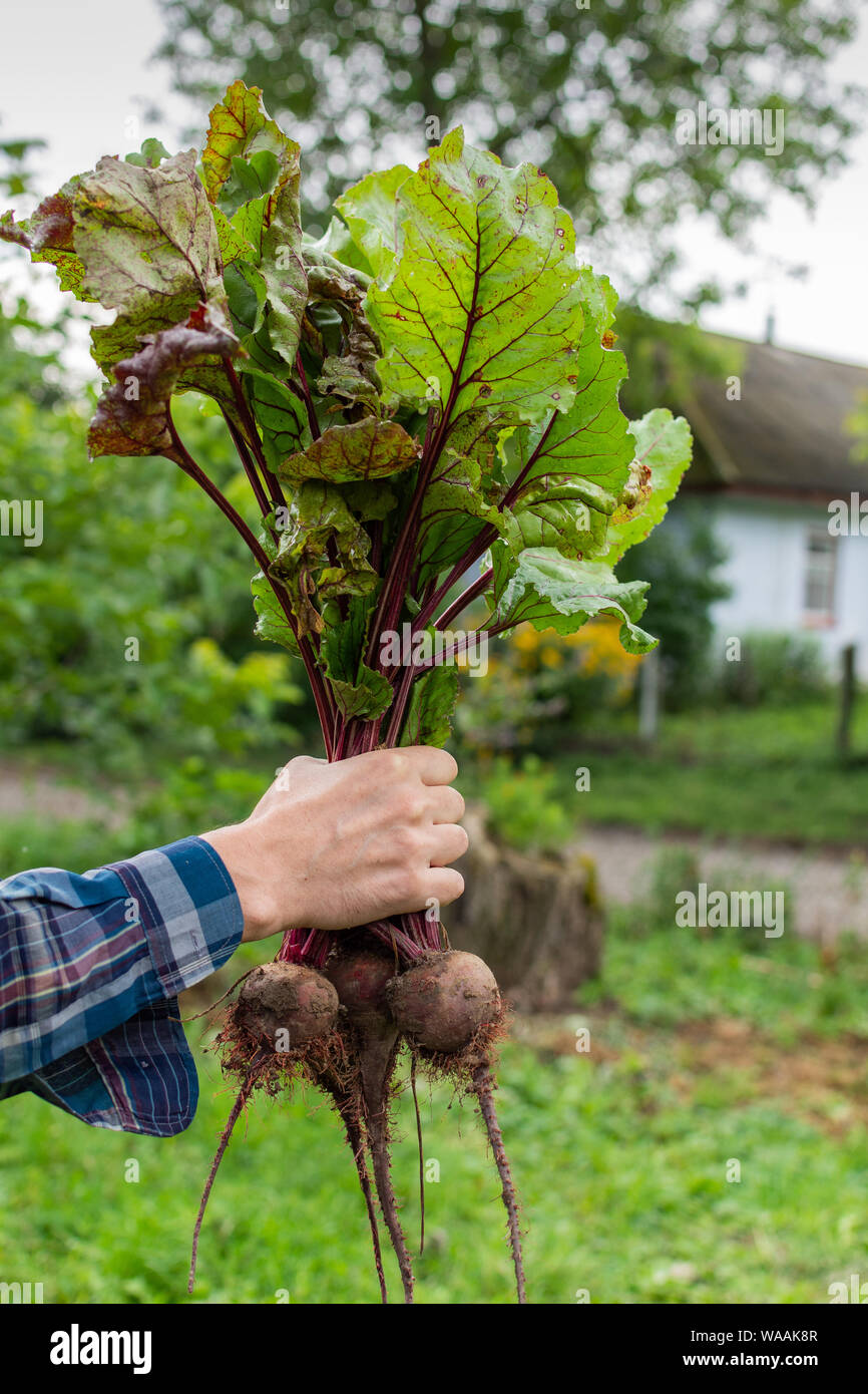 Bauer Hände mit einem frischen organischen Bündel von Zuckerrüben, junge rohes Gemüse aus dem Garten bed Stockfoto
