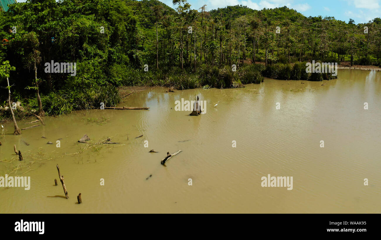 Marschland im Dschungel. Ein einzigartiges Ökosystem auf der Insel Siargao, auf den Philippinen. Stockfoto
