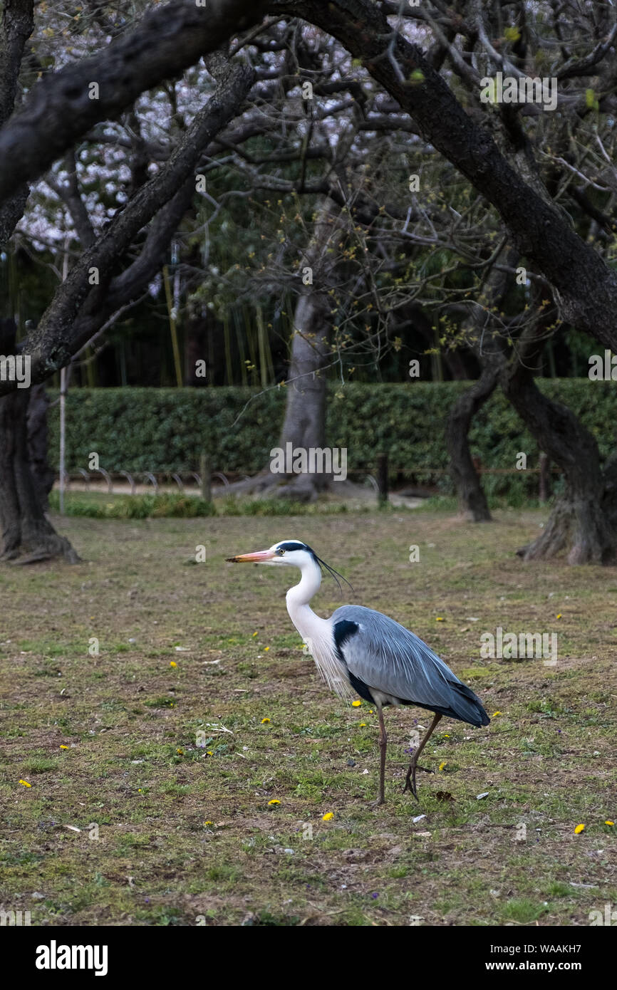 Ein grauer Reiher im Korakuen-Garten in Okayama, Japan Stockfoto
