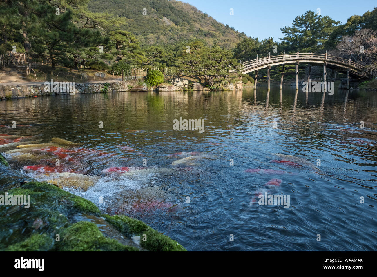 Japanische Karpfen- und Halbmondbrücke im Ritsurin Garden in Japan Stockfoto