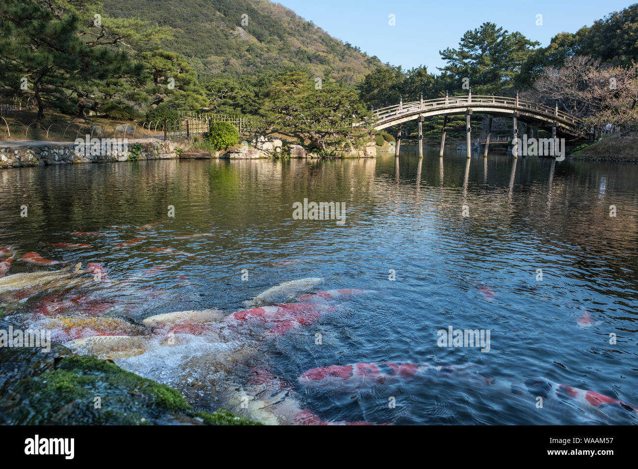 Japanische Karpfen in einem Teich mit der Mondsichelbrücke im Hintergrund im Ritsurin Garden in Japan Stockfoto