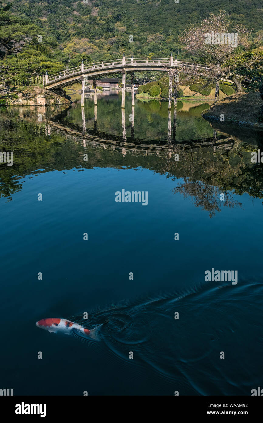Ein Foto von einem Karpfen schwimmen in einen Teich mit Halbmond Brücke und es ist Spiegelbild im Hintergrund und Zimmer für Kopie Stockfoto