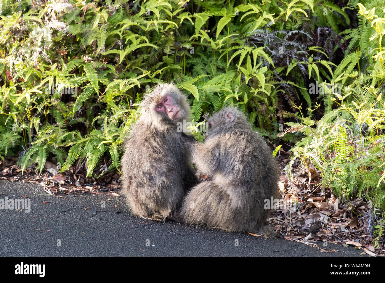 Zwei Makaken sitzen auf der Seite der Straße in Yakushima; ein, während der andere schaut in Richtung der Kamera gepflegt werden Stockfoto