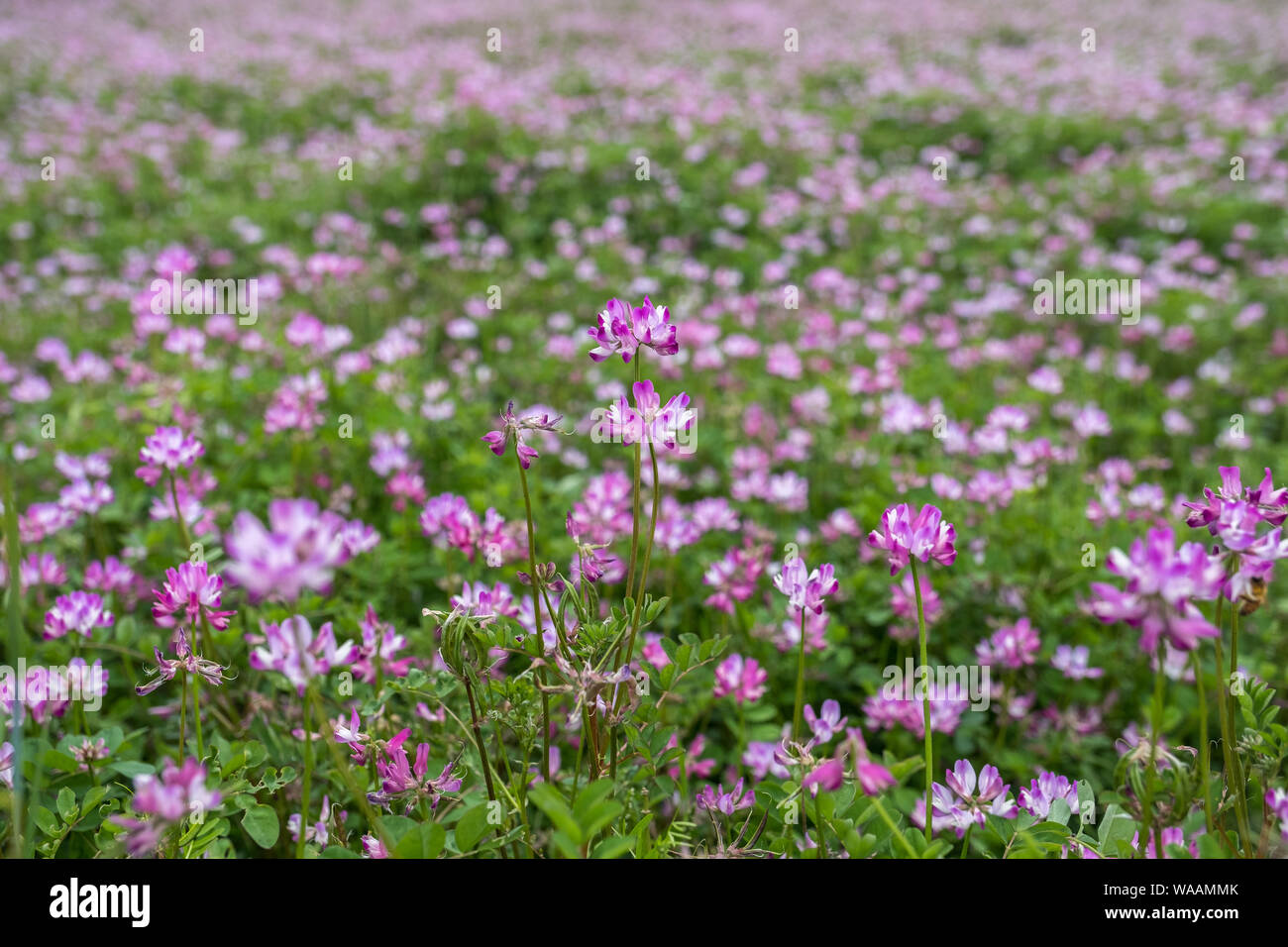 Ein Nahaufnahme von leuchtend rosafarbenen und weißen Blumen (alpiner Milchvetch/Astragalus alpinus) auf einem Feld in Japan Stockfoto