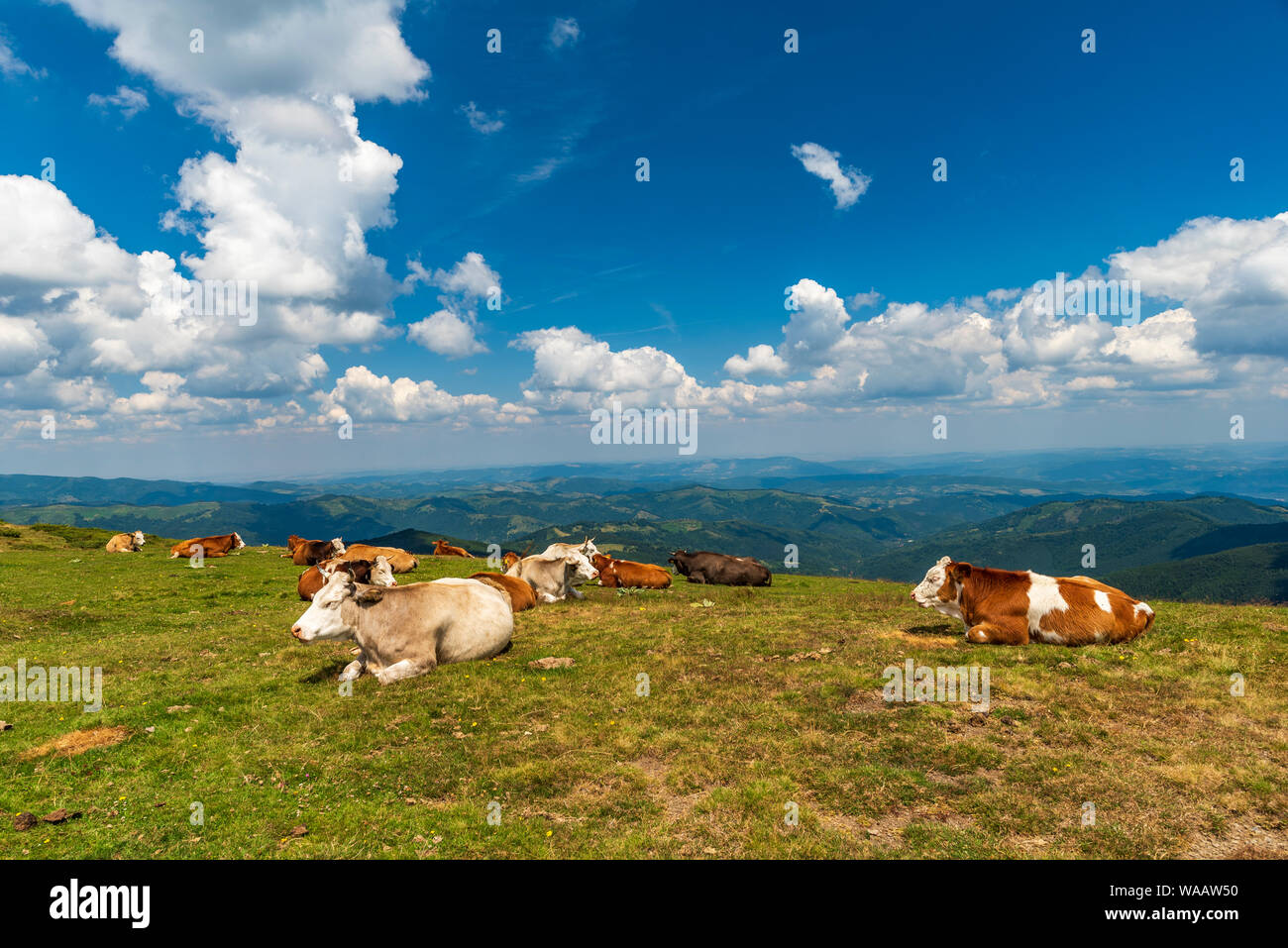 Freie und glückliche Kühe ruhen und liegen auf einem grünen Alm in sonniger Sommertag. Stockfoto