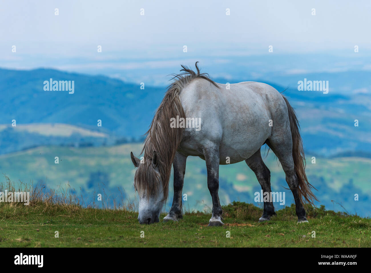 Schönes Pferd mit langen Mähne im Sommer Feld mit grünen Wiese hoch in die Berge Stockfoto