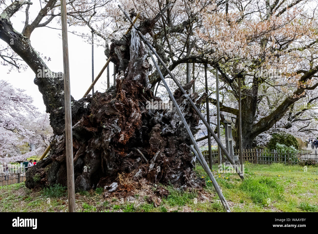 Japan, Honshu, Yamanashi Präfektur, Hokuto Stadt, Jindaizakura, die 2000 Jahre alten Kirschbaum, 30075504 Stockfoto