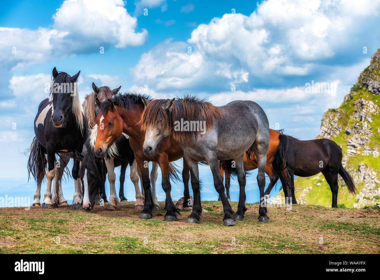 Gruppe von jungen Pferden auf der Weide hoch in den Bergen im sonnigen Sommertag Stockfoto