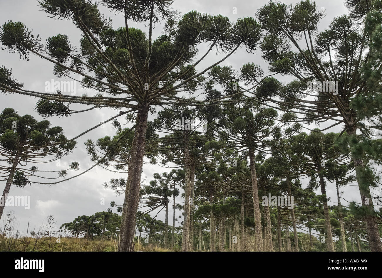 Ein remote Araucária Wald (Araucaria angustifolia). Die Nadelbäume sind auch bekannt als die Parana Pine, Kandelaber Baum und brasilianischen Kiefer. Stockfoto