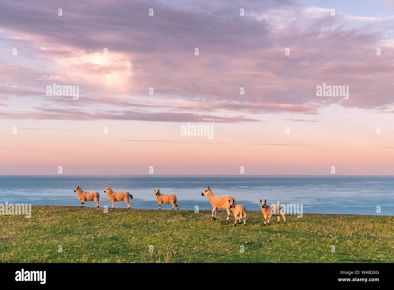 Cute walisischen Schafe fasziniert von der atemberaubenden rosa Sonnenaufgang auf der Pembrokeshire Coast Path in Wales Stockfoto