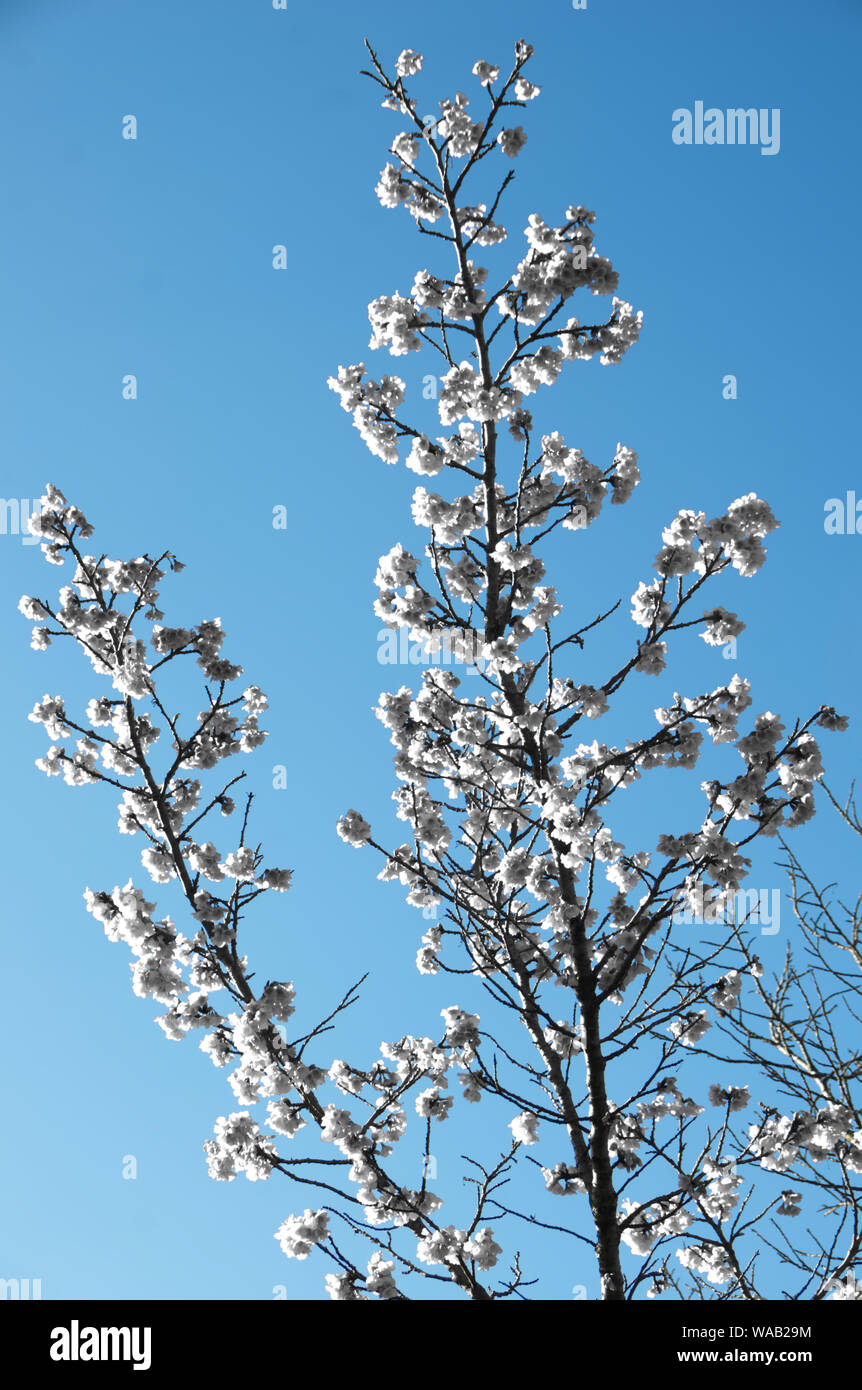 Selektive Farbe des berühmten kirschblüten des Jardim Botânico von Curitiba, Brasilien. Stockfoto