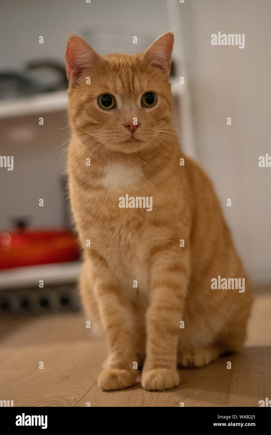 Ingwer Katze zu Hause in der Küche Stockfoto