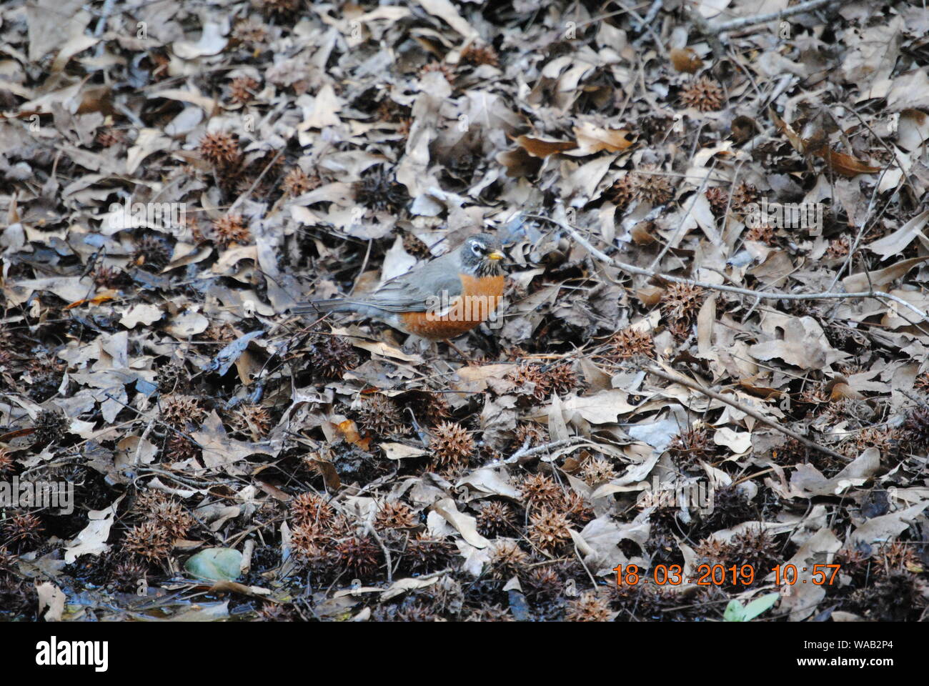 American Robin Stockfoto