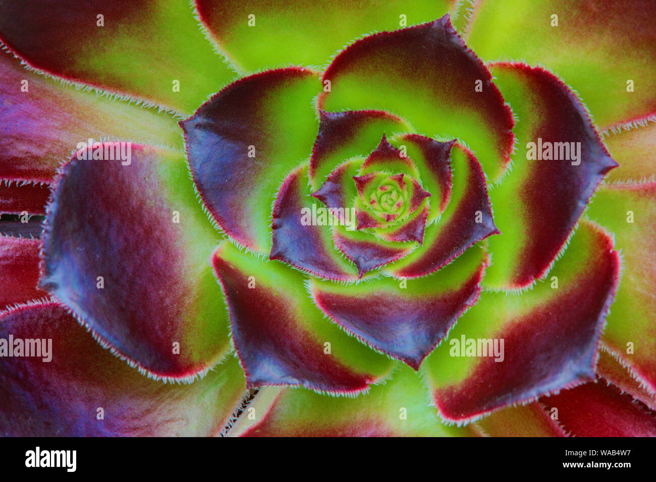 Aconium Zwartkop, sukkulente Pflanze, Schottland Stockfoto