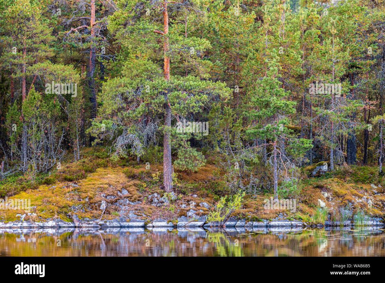 Finnische borealen Wald mit Felsen, Moos und Farn am Saimaa-See, Finnland Stockfoto