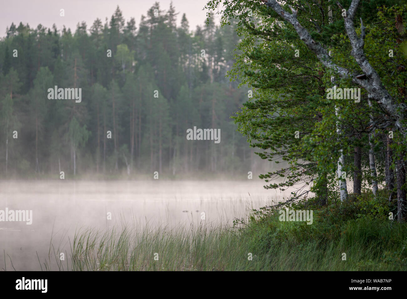 Nebliger Morgen an einem finnischen See in Wald und Wildnis, Finnland Stockfoto