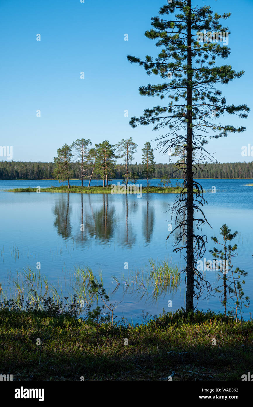 Insel mit Bäumen im See Luonaja an einem schönen Sommertag mit Silhouette der immergrünen Baum im Vordergrund, Nationalpark Hossa Finnland Stockfoto