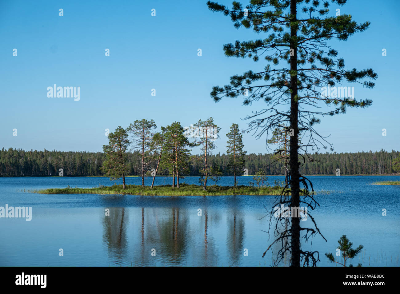 Insel mit Bäumen im See Luonaja an einem schönen Sommertag mit Silhouette der immergrünen Baum im Vordergrund, Nationalpark Hossa Finnland Stockfoto