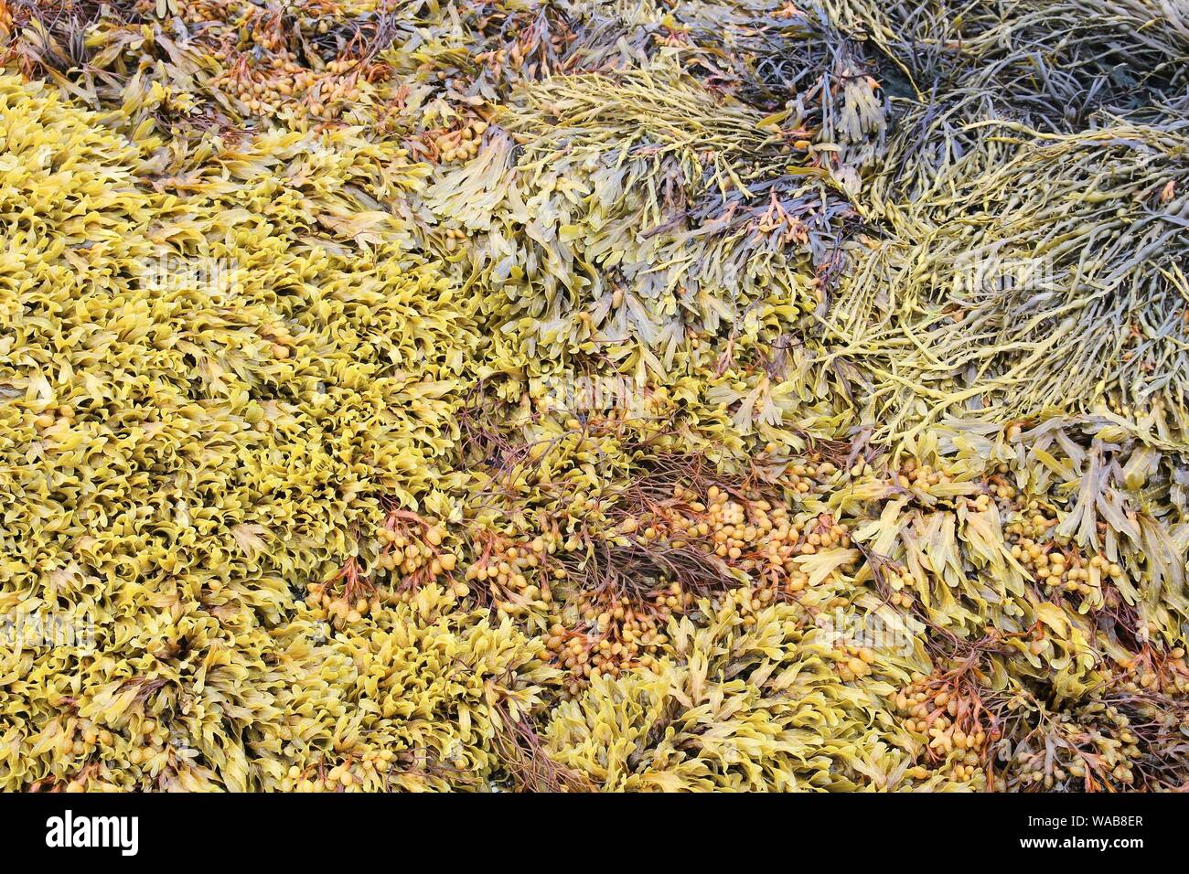 Braune Algen (Ascophyllum nodosum) auch als Norwegischer Kelp bekannt. Braunalgen in Norwegen. Stockfoto