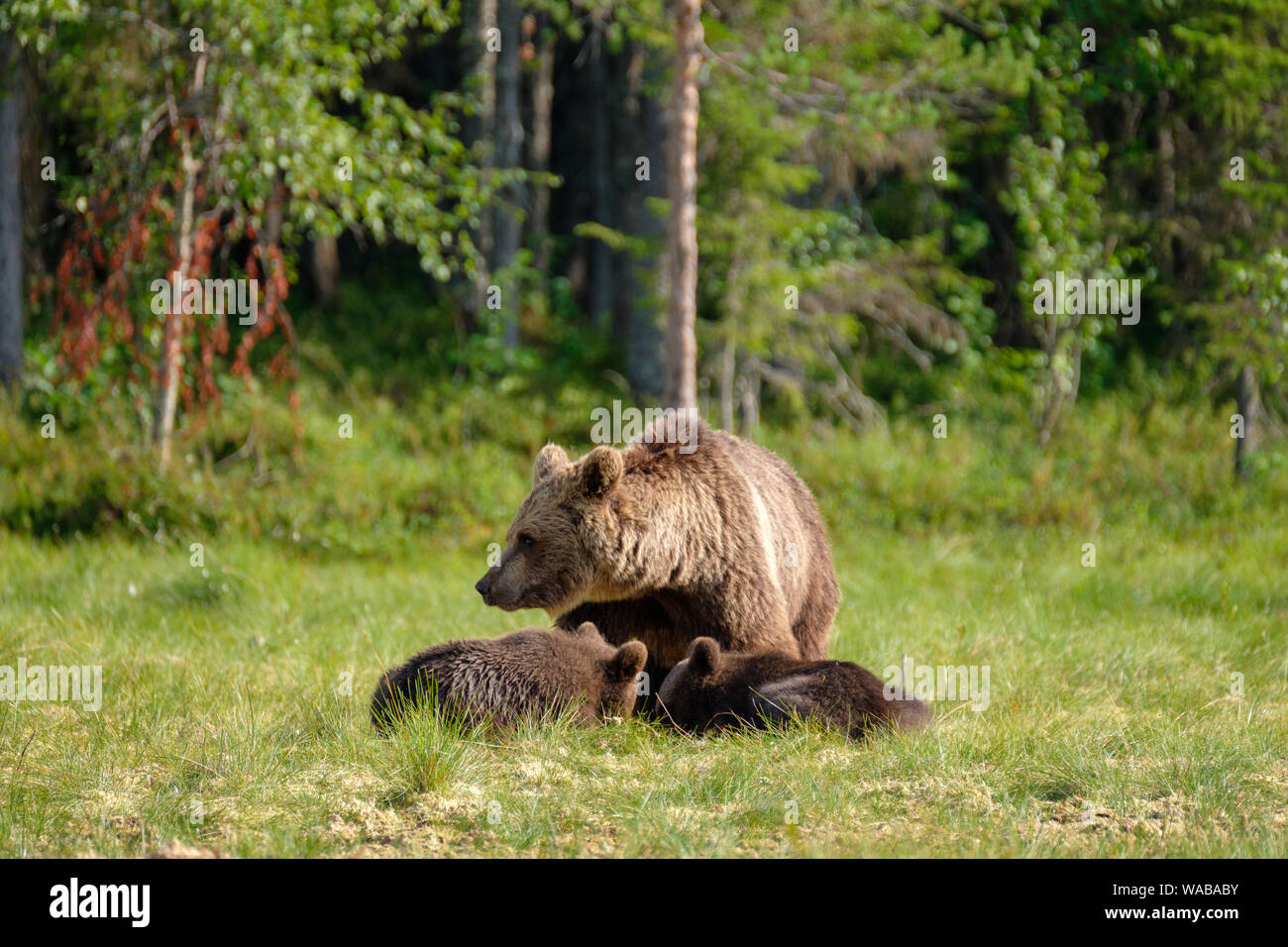 Familie von Braunbär Ursus arctos Mutter mit zwei Jungen vor Wald, Finnland Stockfoto