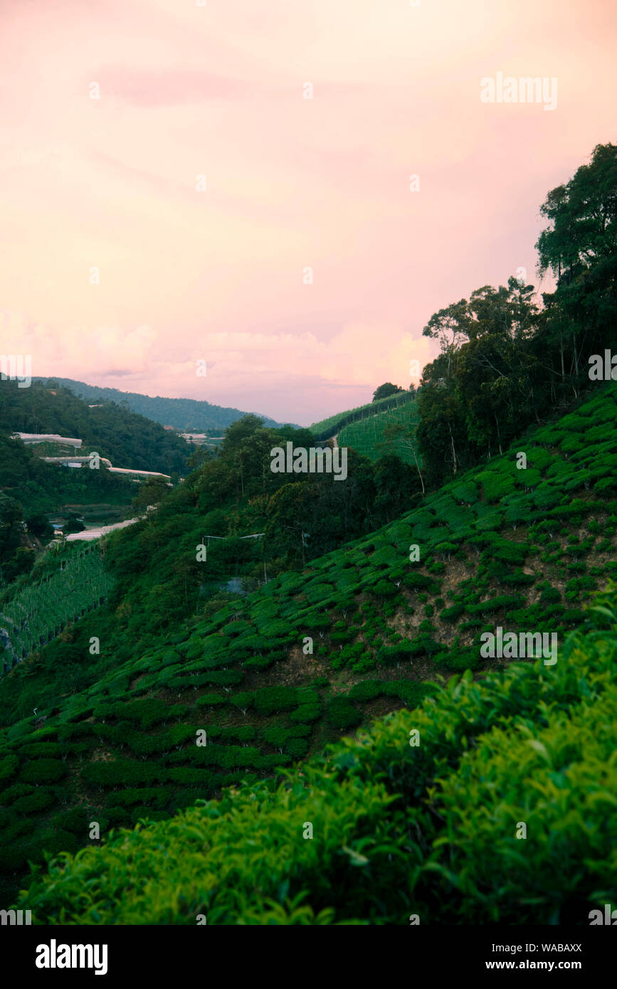 Teeplantagen in den Cameron Highlands, Malaysia. Stockfoto