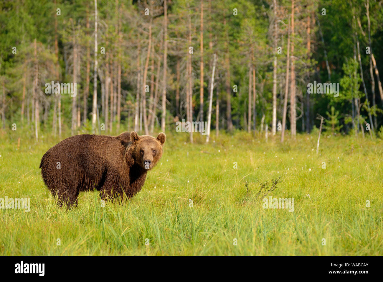 Mächtige große Braunbär Ursus arctos vor der boreale Wald beobachten in Richtung Kamera, Finnland Stockfoto