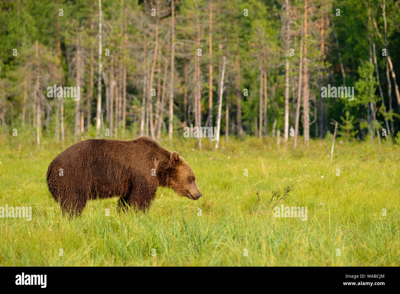 Mächtige große Braunbär Ursus arctos vor Borealer Wald, Finnland Stockfoto